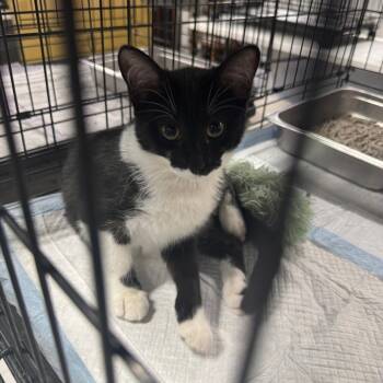 Rescue Domestic Short Hair Cats for Adoption in Akron, New York - Cinnamon ARC2025-284 | PetCurious