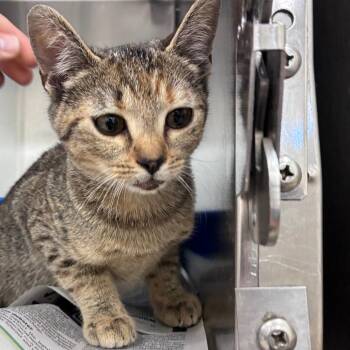 Baby -  Domestic Short Hair Cat for Adoption in Auburn, Alabama - Baby | PetCurious