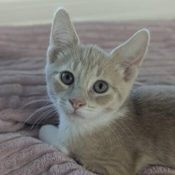 Jack -  Domestic Short Hair Cat for Adoption in Fenton, Michigan - Jack | PetCurious