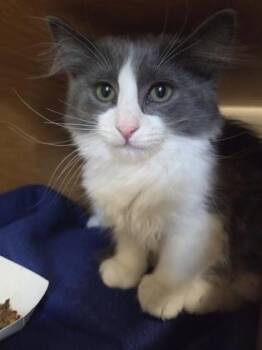Angel -  Domestic Short Hair Cat for Adoption in Bellevue, Washington - Angel | PetCurious