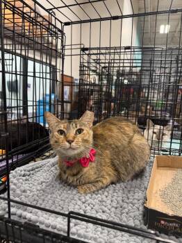 Domestic Short Hair Cats Available for Adoption in Augusta, Georgia - Malinia | PetCurious