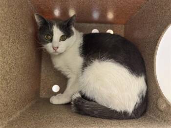 Domestic Short Hair Cats Available for Adoption in Pueblo, Colorado - MADAME IN THE BARN | PetCurious