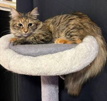 Mia -  Domestic Long Hair Cat Available for Adoption in Terrebonne, Quebec - Mia | PetCurious