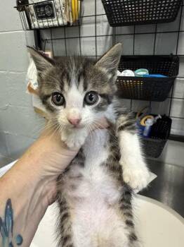 Panda -  Domestic Short Hair Cat for Adoption in Mobile, Alabama - Panda | PetCurious