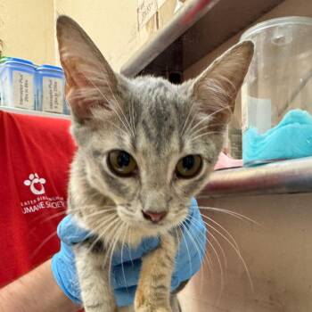 Bibi -  Domestic Short Hair Cat for Adoption in Birmingham, Alabama - Bibi | PetCurious