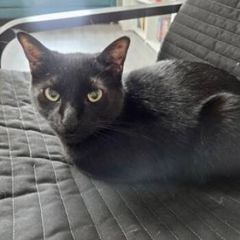 Raven -  Domestic Short Hair Cat for Adoption in Atlanta, Georgia - Raven | PetCurious