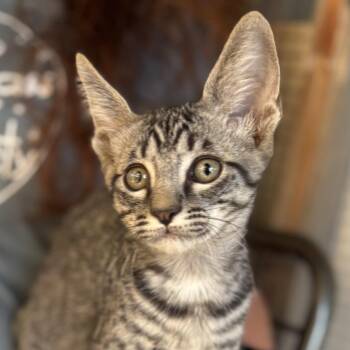 Chubasco -  Domestic Short Hair Cat for Adoption in Oracle, Arizona - Chubasco | PetCurious