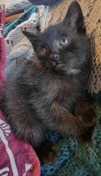 Rescue Domestic Short Hair Cats for Adoption in Sheboygan, Wisconsin - Frank | PetCurious
