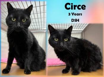 Rescue Domestic Short Hair Cats for Adoption in Franklin, Indiana - Circe | PetCurious