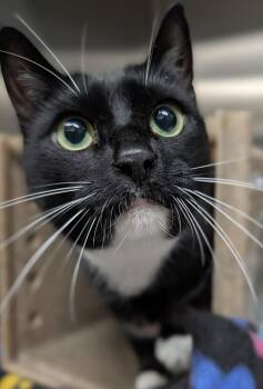Gus -  American Shorthair Cat for Adoption in Plainfield, New Jersey - Gus | PetCurious