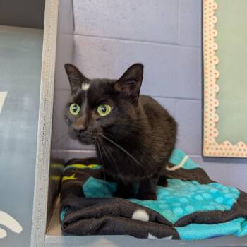 Pep -  Domestic Short Hair Cat for Adoption in Dekalb, Illinois - Pep | PetCurious