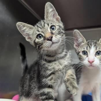 Pooky -  Domestic Short Hair Cat for Adoption in Evansville, Indiana - Pooky | PetCurious