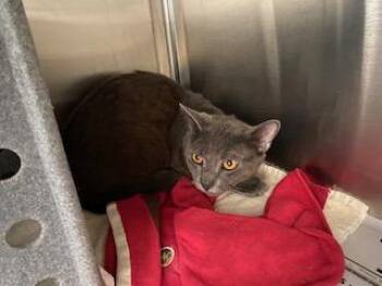 Aaron - Working Cat -  Domestic Short Hair Cat for Adoption in Fairfax, Virginia - Aaron - Working Cat | PetCurious