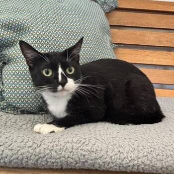 Checkers -  Domestic Short Hair Cat for Adoption in Long Beach, California - Checkers | PetCurious