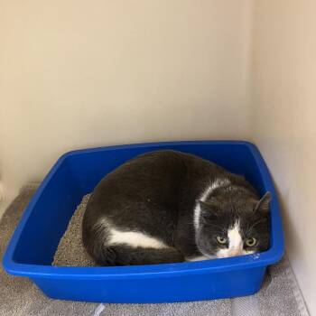 Domestic Short Hair Cats Available for Adoption in Burlington, Ontario - Nicholas | PetCurious