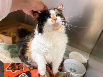 KALLY -  Domestic Medium Hair Cat for Adoption in Fort Wayne, Indiana - KALLY | PetCurious