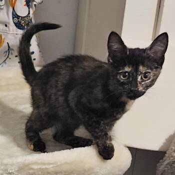 Rescue Domestic Short Hair Cats for Adoption in Callao, Virginia - Mystic | PetCurious