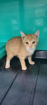 Rescue Domestic Short Hair Cats for Adoption in Shelbyville, Tennessee - Pumpkin | PetCurious