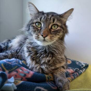 Carson -  Domestic Medium Hair Cat for Adoption in Downers Grove, Illinois - Carson | PetCurious