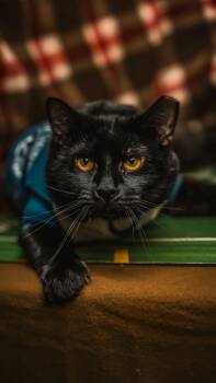 Rescue Domestic Short Hair Cats for Adoption in Alexandria, Indiana - Low Key | PetCurious