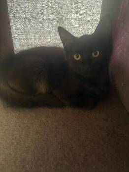June -  Domestic Long Hair Cat for Adoption in Fort Collins, Colorado - June | PetCurious