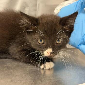Mako -  Domestic Short Hair Cat for Adoption in Sarasota, Florida - Mako | PetCurious