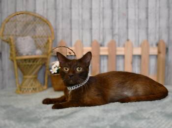 Maple -  Domestic Short Hair Cat for Adoption in Roanoke, Texas - Maple | PetCurious