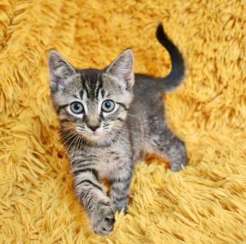 Pebble -  Tabby Cat for Adoption in St. Augustine, Florida - Pebble | PetCurious