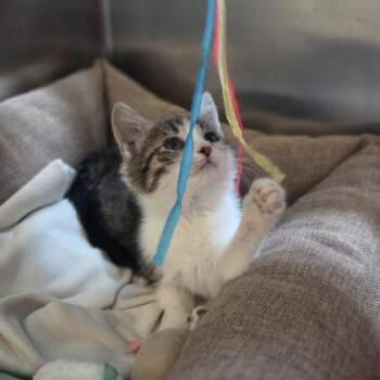Hayley -  Domestic Short Hair Cat for Adoption in Westland, Michigan - Hayley | PetCurious