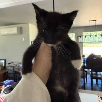 Cappellini -  Domestic Short Hair Cat for Adoption in Ferndale, Washington - Cappellini | PetCurious