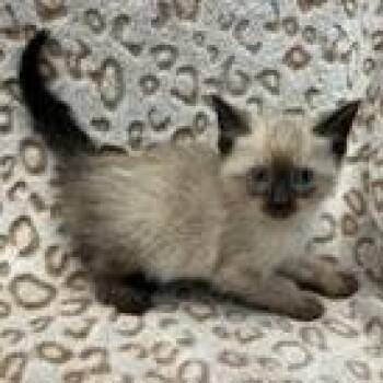 Siamese Cats Available for Adoption - Teddy | PetCurious