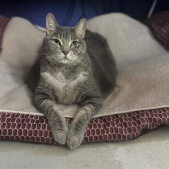 Rescue Domestic Short Hair Cats for Adoption in Dallas, Texas - Miss Kitty | PetCurious