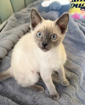 Blossom (Buttercup) -  Siamese Cat for Adoption in Davis, California - Blossom (Buttercup) | PetCurious