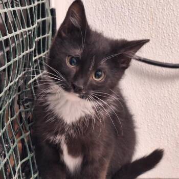 Kip -  Domestic Short Hair Cat for Adoption in Albert Lea, Minnesota - Kip | PetCurious