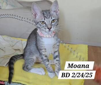 Rescue Tabby Cats for Adoption in Redondo Beach, California - Moana | PetCurious