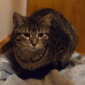 Rescue Tabby and Domestic Short Hair Cats for Adoption - Pennie | PetCurious
