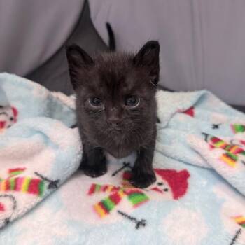 Domestic Short Hair Cats Available for Adoption in Jupiter, Florida - May | PetCurious