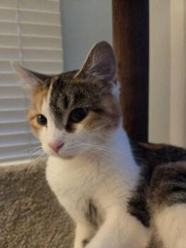 Calico Cats Available for Adoption in Chicago, Illinois - Maxine | PetCurious