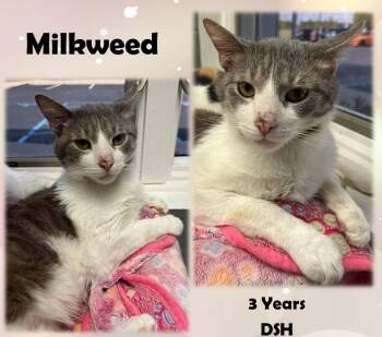 Rescue Domestic Short Hair Cats for Adoption in Greenwood, Indiana - Milkweed | PetCurious