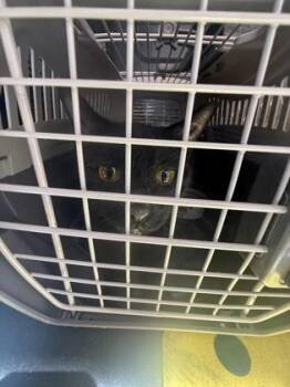 Glameow -  Domestic Short Hair Cat for Adoption in West Chester, Pennsylvania - Glameow | PetCurious