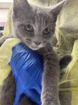 BELLADONNA -  Domestic Short Hair Cat for Adoption in Las Vegas, Nevada - BELLADONNA | PetCurious