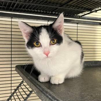 Domestic Short Hair Cats Available for Adoption in Shorewood, Illinois - Rapunzel | PetCurious