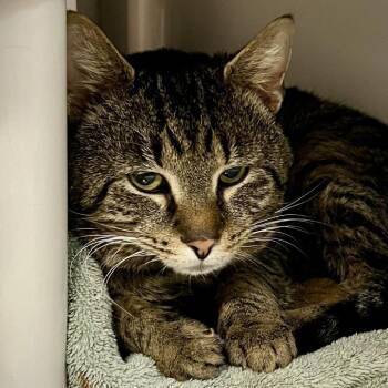 Domestic Short Hair Cats Available for Adoption in Port Townsend, Washington - Pacific Rhododendron | PetCurious