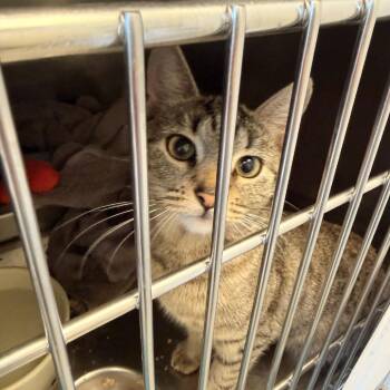 Penny -  Domestic Short Hair Cat for Adoption in Gloucester, Virginia - Penny | PetCurious