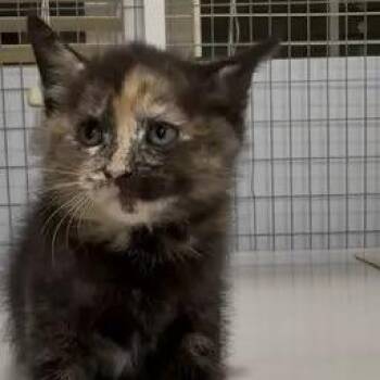 Wynette 2026-398 -  Domestic Medium Hair Cat for Adoption in Winder, Georgia - Wynette 2026-398 | PetCurious