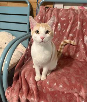 Domestic Short Hair Cats Available for Adoption in Temecula, California - Everest | PetCurious