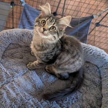 Raichu -  Domestic Medium Hair Cat for Adoption in Richmond, Virginia - Raichu | PetCurious