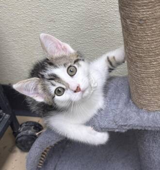 Cosmo -  Domestic Short Hair Cat for Adoption in Shorewood, Illinois - Cosmo | PetCurious