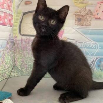 Domestic Short Hair Cats Available for Adoption - Blue Heron | PetCurious