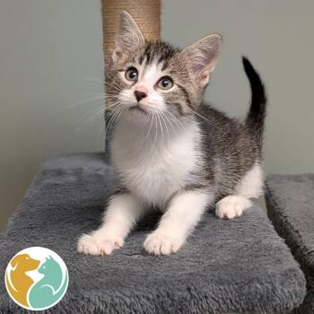 Miso -  Domestic Short Hair Cat for Adoption in Toledo, Ohio - Miso | PetCurious
